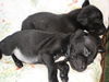 Wylie the Black Lab Puppy