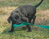 Wylie the Black Lab Puppy