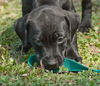 Wylie the Black Lab Puppy