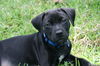 Wylie the Black Lab Puppy