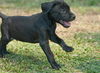 Werner the Black Lab Puppy