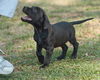 Werner the Black Lab Puppy