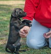 Werner the Black Lab Puppy
