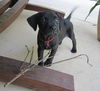 Werner the Black Lab Puppy