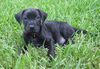 Werner the Black Lab Puppy