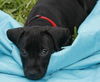 Werner the Black Lab Puppy