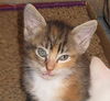 Bitty Bits the Kitten