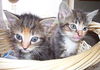 Bitty Bits the Kitten