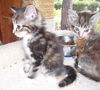 Bitty Bits the Kitten