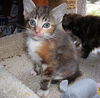 Bitty Bits the Kitten