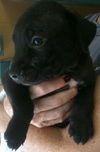 Phil the Lab Pup
