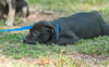 Phil the Lab Pup