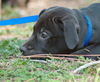 Phil the Lab Pup