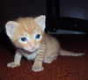 Chuck the Kitten