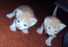 Chuck the Kitten