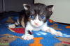 Annie the Calico Kitten