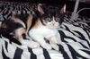 Annie the Calico Kitten