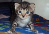 Denzel the Kitten