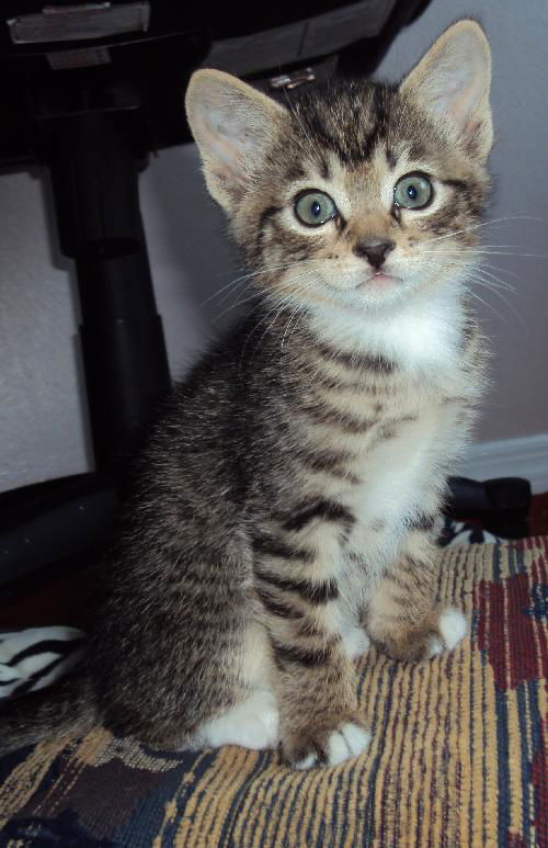 Denzel the Kitten