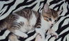 Cuba the Kitten