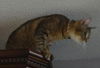 Armani the Tiger-Striped