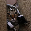 Armani the Tiger-Striped