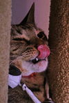 Armani the Tiger-Striped