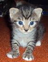 Armani the Tiger-Striped