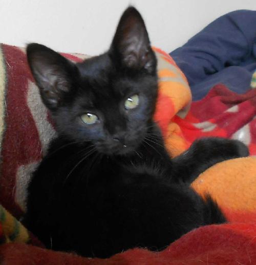Adeleine the Kitten