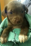 Fuzzy the Lab Pup