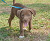 Fuzzy the Lab Pup