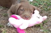 Fuzzy the Lab Pup