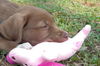 Fuzzy the Lab Pup