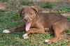 Fuzzy the Lab Pup