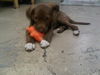 Fuzzy the Lab Pup