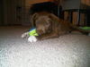 Fuzzy the Lab Pup