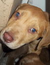 Watson the Lab Pup