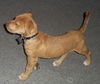 Watson the Lab Pup