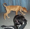 Watson the Lab Pup