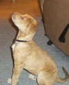 Watson the Lab Pup