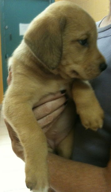 Palmer the Lab Pup