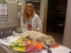 Forsythe the Yellow Lab
