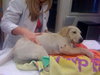 Forsythe the Yellow Lab