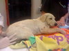 Forsythe the Yellow Lab