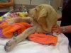 Forsythe the Yellow Lab