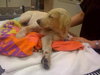 Forsythe the Yellow Lab