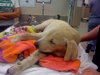 Forsythe the Yellow Lab