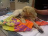 Forsythe the Yellow Lab
