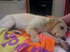 Forsythe the Yellow Lab