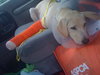 Forsythe the Yellow Lab